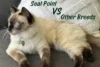 A Detailed Breed Comparison: Seal Point vs Chocolate, Siamese, Himalayan and Birman Point Ragdoll - Post Thumbnail